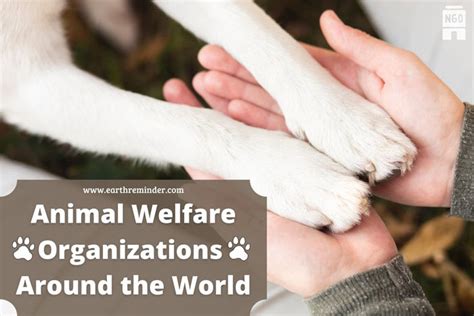 animal welfare organizations|Animal Welfare .